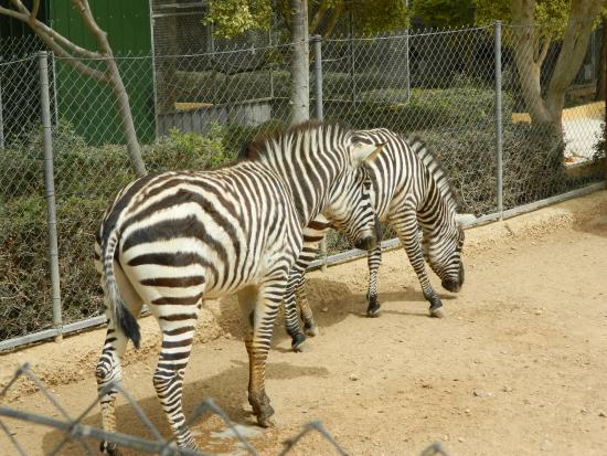Зоопарки Кипра - Мелиос
