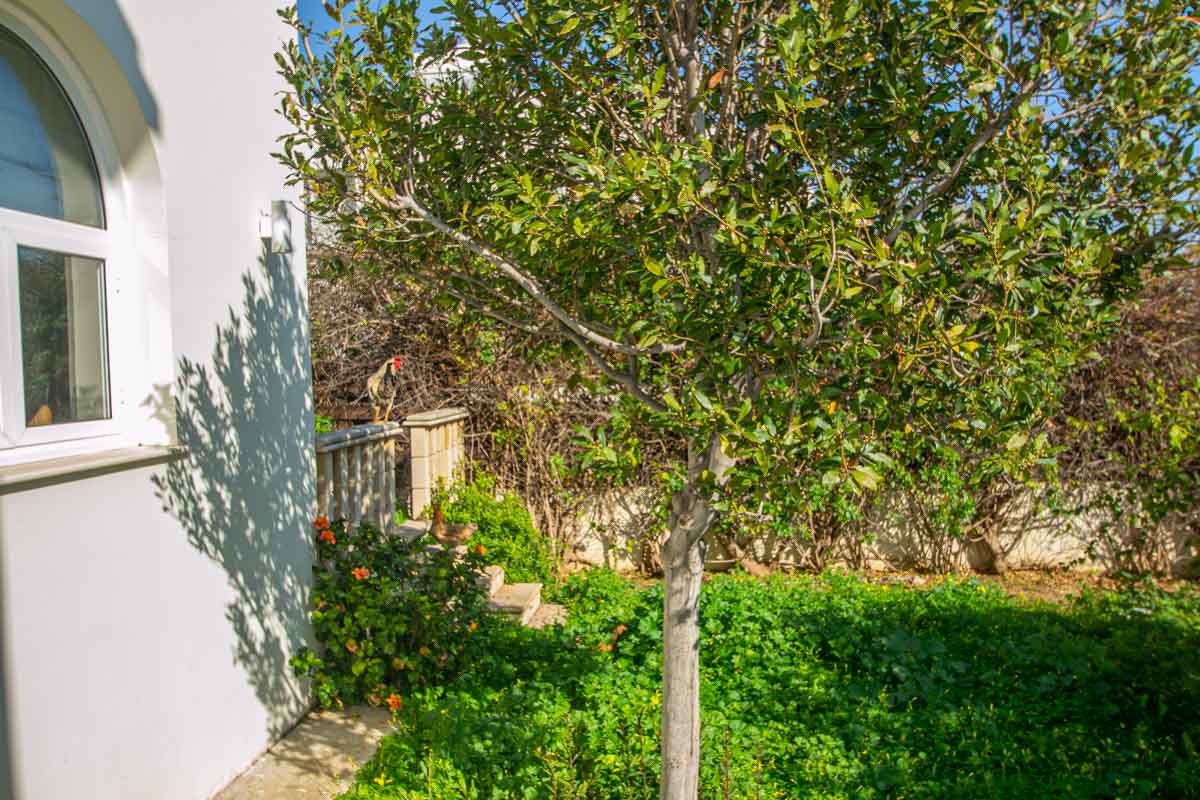 Купить дом на Кипре - сад
